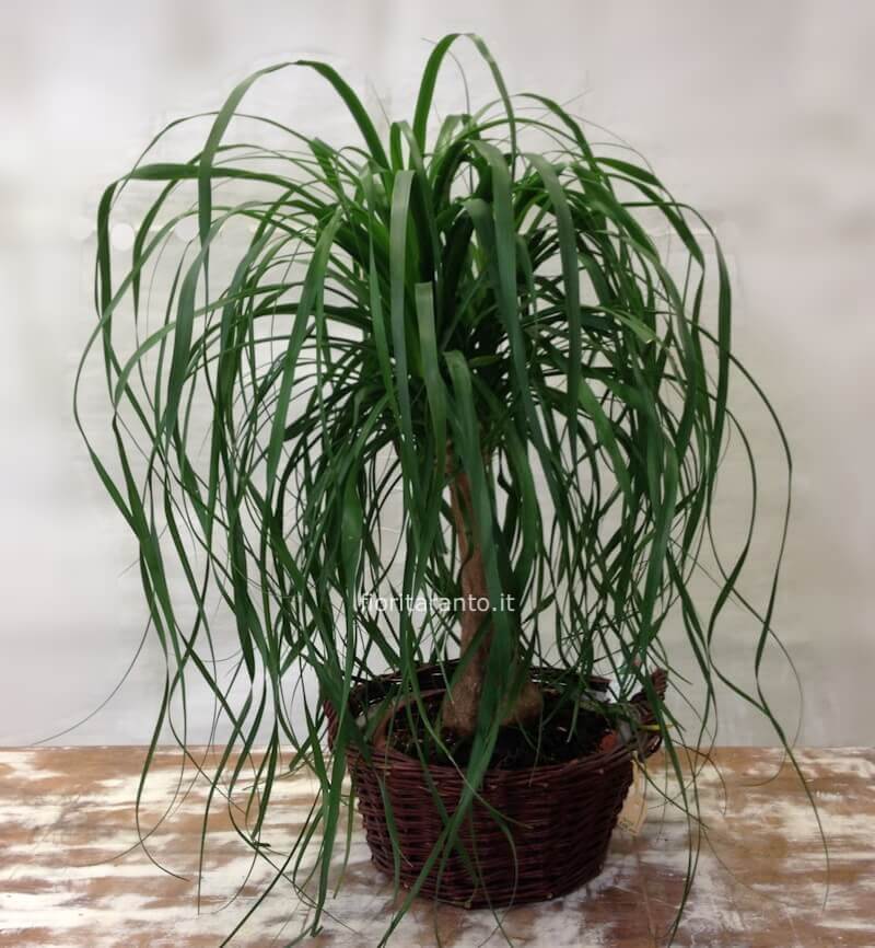 Pianta di beucarnea (cd mangiafumo)