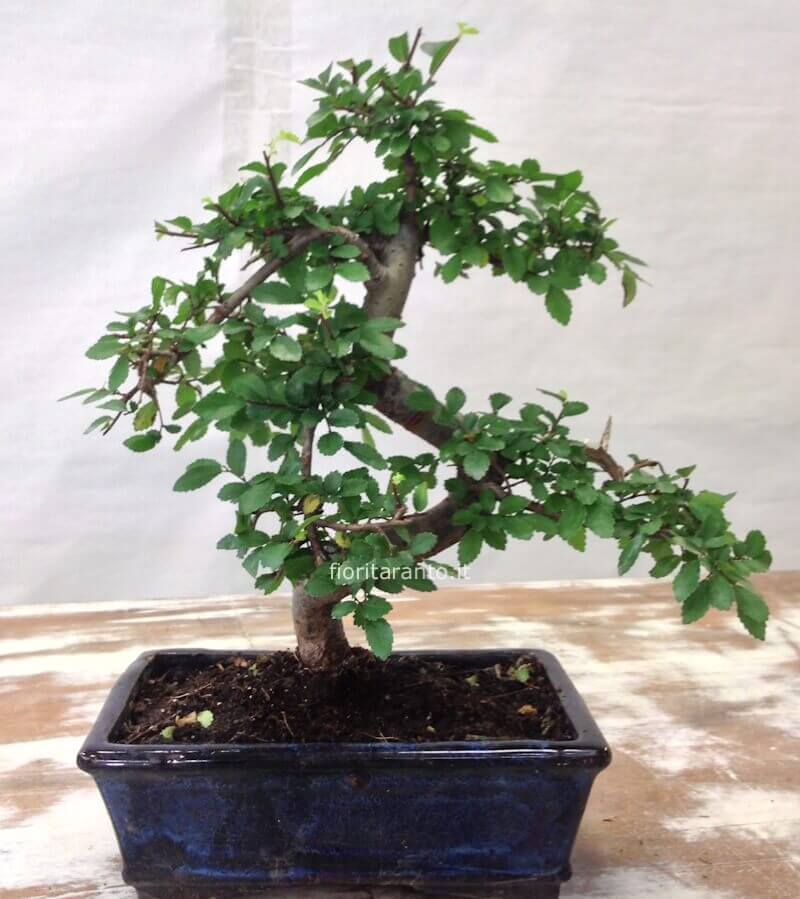 Pianta di bonsai, con vaso in terracotta.